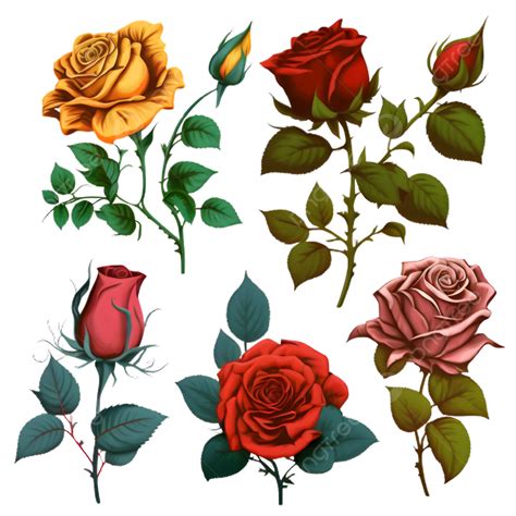 Rose Red Illustration, Rose Flower, Red, Illustration PNG Transparent Image and Clipart for Free ...