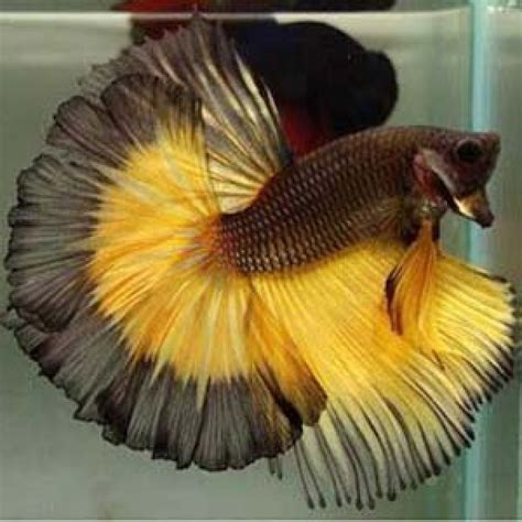 Buy Mustard Gas Breeding Pair Betta Aquarium Fish Online