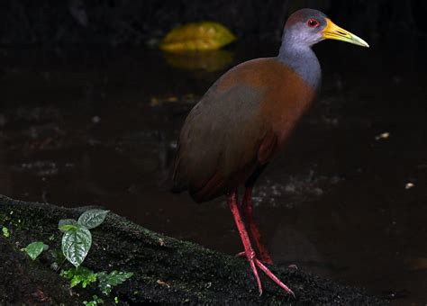 Gray Necked Wood Rail Aramides Cajaneus Casa De Aves Cop Flickr