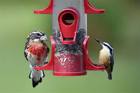 Homemade Bird Habitat - Madison Locally Sourced