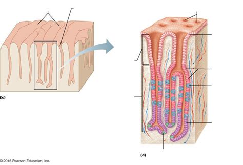 Section Of The Stomach Wall Diagram Quizlet