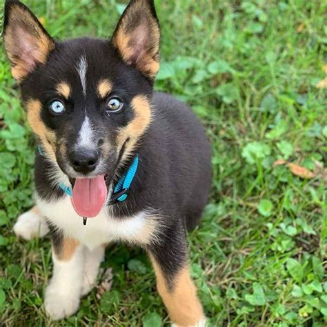 Australian Shepherd Husky Mix: Lifespan, Temper, Diet, etc