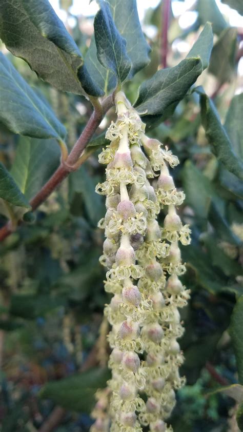 Arctostaphylos ‘emerald Carpet The Watershed Nursery