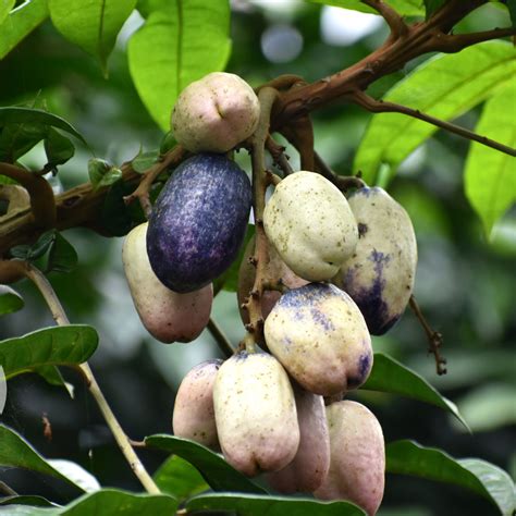 Safou Fruit Plant (Dacryodes Edulis) – veliyathgardens