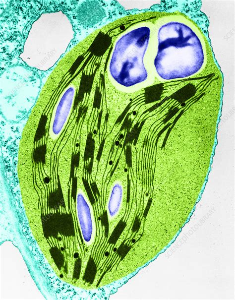 Chloroplast In Timothy Grass TEM Stock Image C021 9766 Science