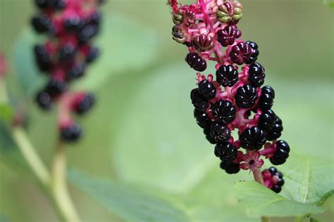 Phytolacca Decandra American - Free photo on Pixabay - Pixabay