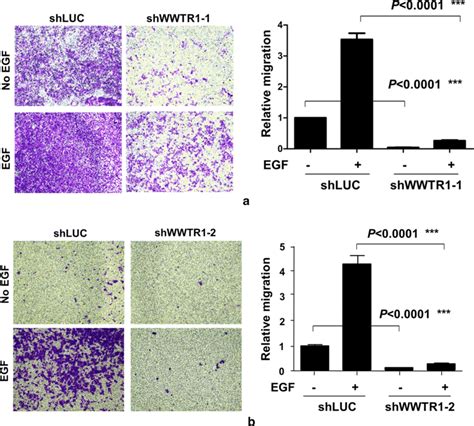 Wwtr Is Required For Gastric Cancer Ags Cell Migration The Transwell