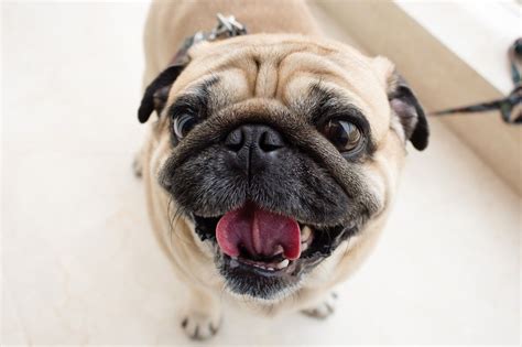 Cão da realeza conheça 22 fatos curiosos sobre o pug Pug Perros