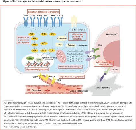 Therapies ciblées contre le cancer The College of Family Physicians