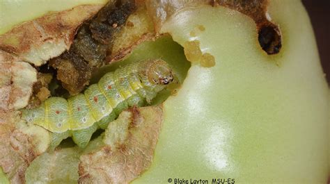 Tomato Fruitworm No 10 Mississippi State University Extension Service