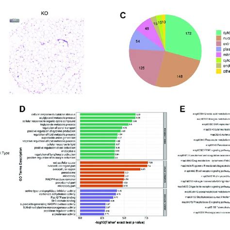 Histology And Proteomics Of The Lungs In Eif3a Knockout And Control