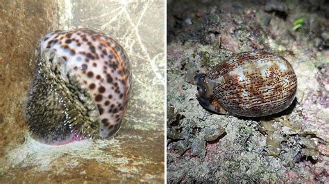 NUS marine scientists successfully bred two endangered native sea snail species