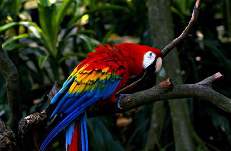 Gambar Burung Cendrawasih Raja Mengenal Burung Cendrawasih Burung Super Cantik Dari Indonesia