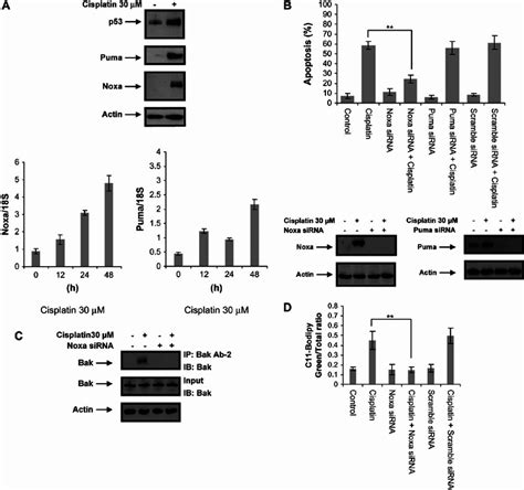 Noxa Mediates Cisplatin Induced Apoptosis In MCF 7 Bcl 2 Cells A