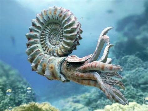 Мир (570 — 500) млн. лет назад | Beautiful sea creatures, Marine ...