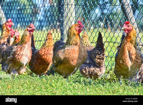 Chickens On Traditional Free Range Poultry Farm Stock Photo Alamy