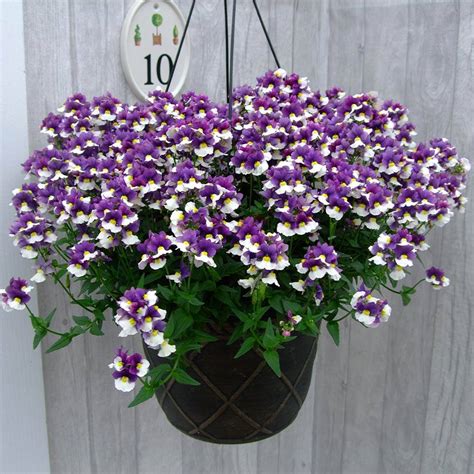 Nemesia Blue Bicolor(Немезия Синьо двуцветно) | Цветя, декоративни ...