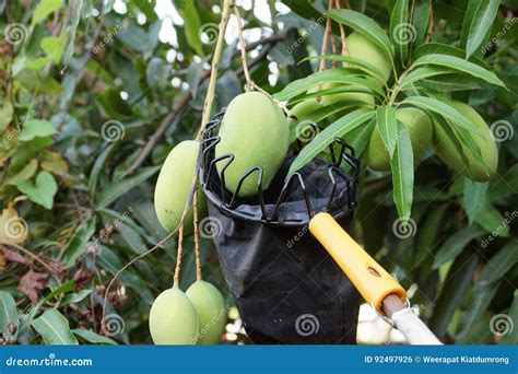 Fruit harvesting equipment stock photo. Image of background - 92497926