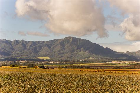 Pineapple Farm on Behance