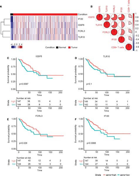 Frontiers Identification Of Cd T Cell Infiltration Related Genes