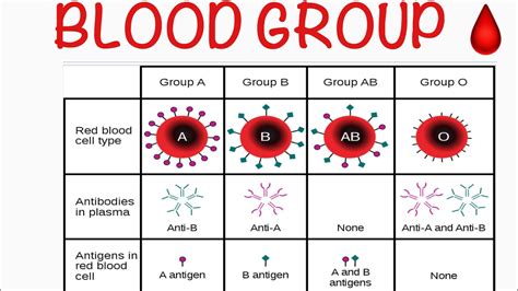 Abo Rhesus Blood Grouping Coombs Test Forward And Reverse Grouping D