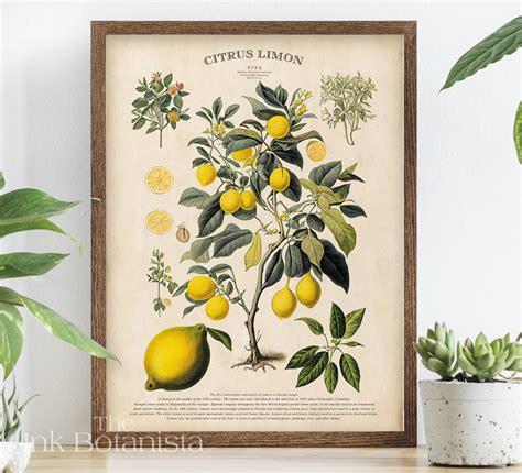 Vintage Lemon Tree Print Citrus Poster Botanical Poster Etsy