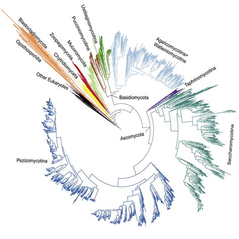 A Genome Scale Phylogeny Of The Kingdom Fungi Current Biology