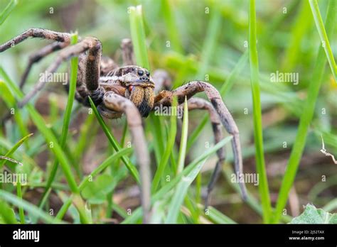 European Wolf Spider False Tarantula Or Radiated Wolf Spider Hogna