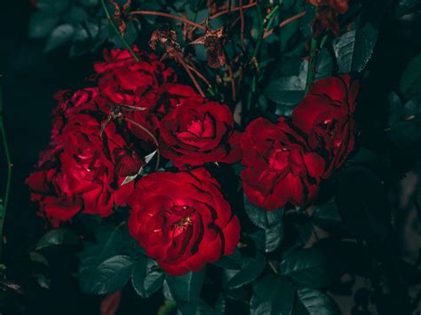 Dark Rose Aesthetic Desktop Backgrounds