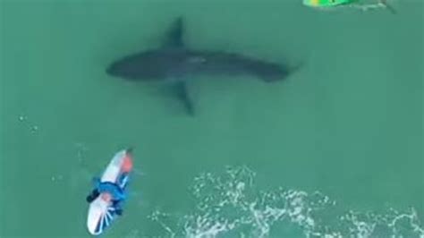 South Africa Shark Sighting Drone Spots Great White Stalking Surfers