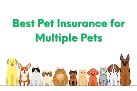 The Best Dog Insurance Plans Of 2024