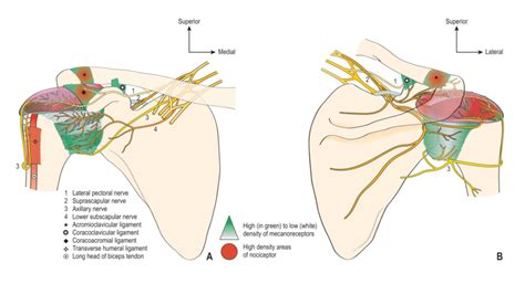 Schematic diagram of sensory innervation of the shoulder joint (A ...