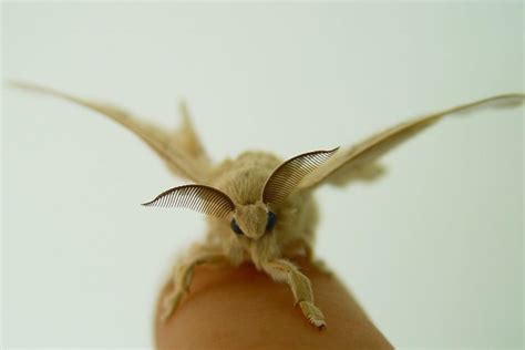 Silkworm Life Cycle Stages Silkworm Moth Life Cycle