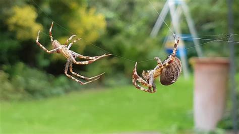 Large Garden Spiders Mating Ritual Amazing Youtube