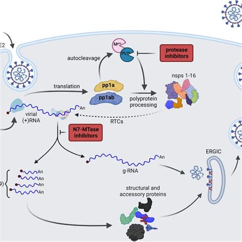 Simplified life cycle of SARS-CoV-2. The virus enters a host’s cell and ...