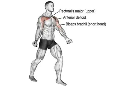 Muscles Worked In The Standing Dumbbell Fly Exercise And Why It Matters