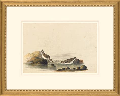 Audubon S Watercolors Octavo Pl 320 Least Sandpiper Audubon S