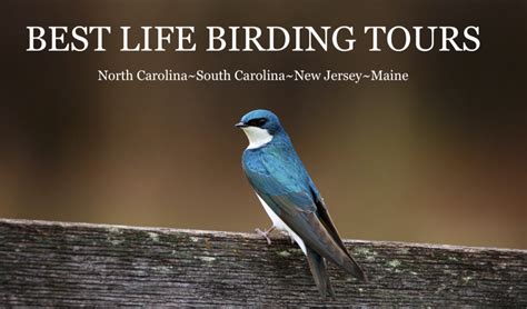 Photographing All Species Of Woodpeckers In North Carolina Best