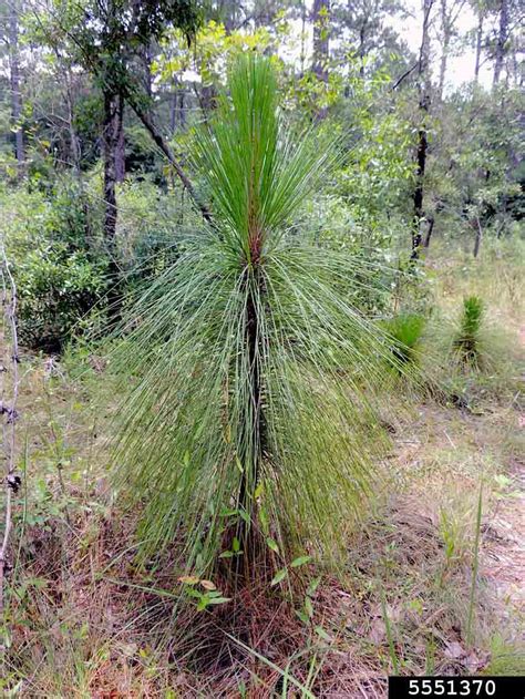 Arkansas Tree Database - Longleaf Pine