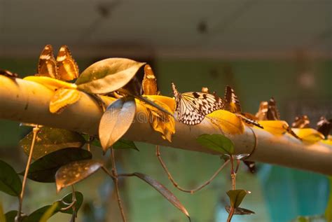 Muchas Mariposas Foto De Archivo Imagen De Brillo Tarde 61452850