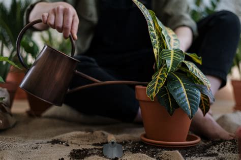 Como Cuidar De Plantas Dicas F Ceis Para Voc Mant Las Vivas