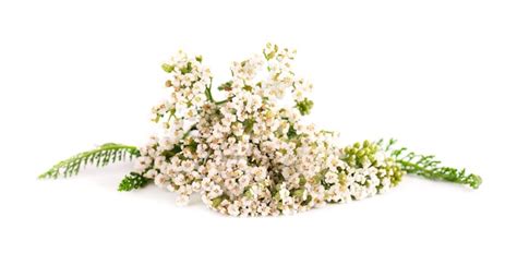 Milenrama O Achillea Millefolium Flores Aisladas Sobre Fondo Blanco Planta De Hierbas