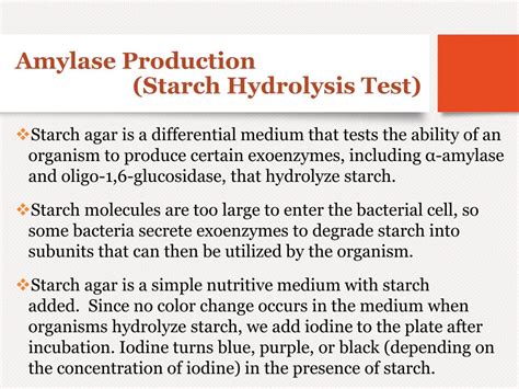 Starch Hydrolysis Amylase