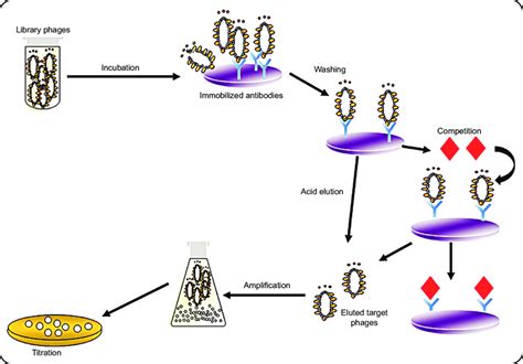 Biopanning Cycles In Phage Display Based Antigen Selection Phage Download Scientific Diagram