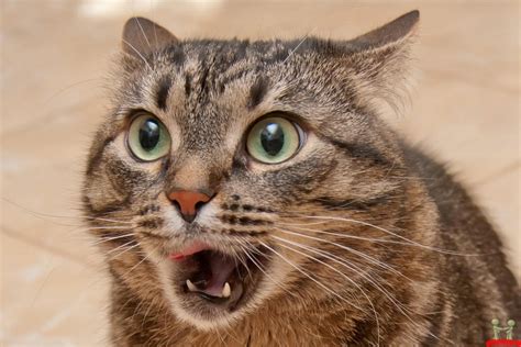 Shocked Cat Image Cat Lovers Indiedb