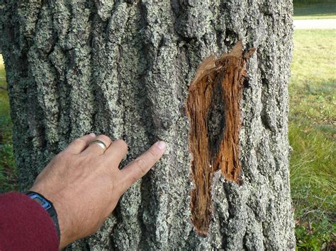 Oak Wilt Part Iii The Finale For Now Legacy Land Conservancy Ann Arbor Mi