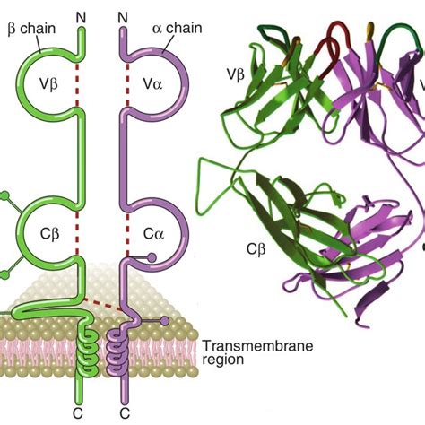 2 Scheme And 3d Structure Of Mhc Class I Left And Mhc Class Ii