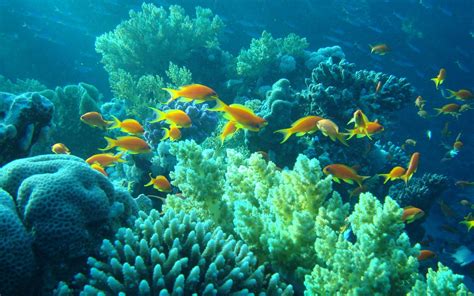 Ocean Fish Background