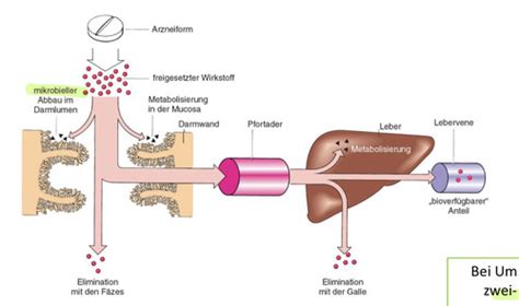 Pharmakologie Karteikarten Quizlet