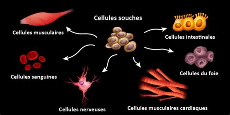 Simplyscience Cellules Souches